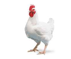 Broiler chicken