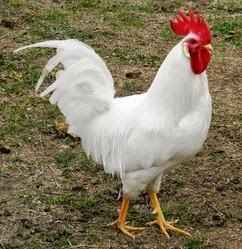Cockler cock